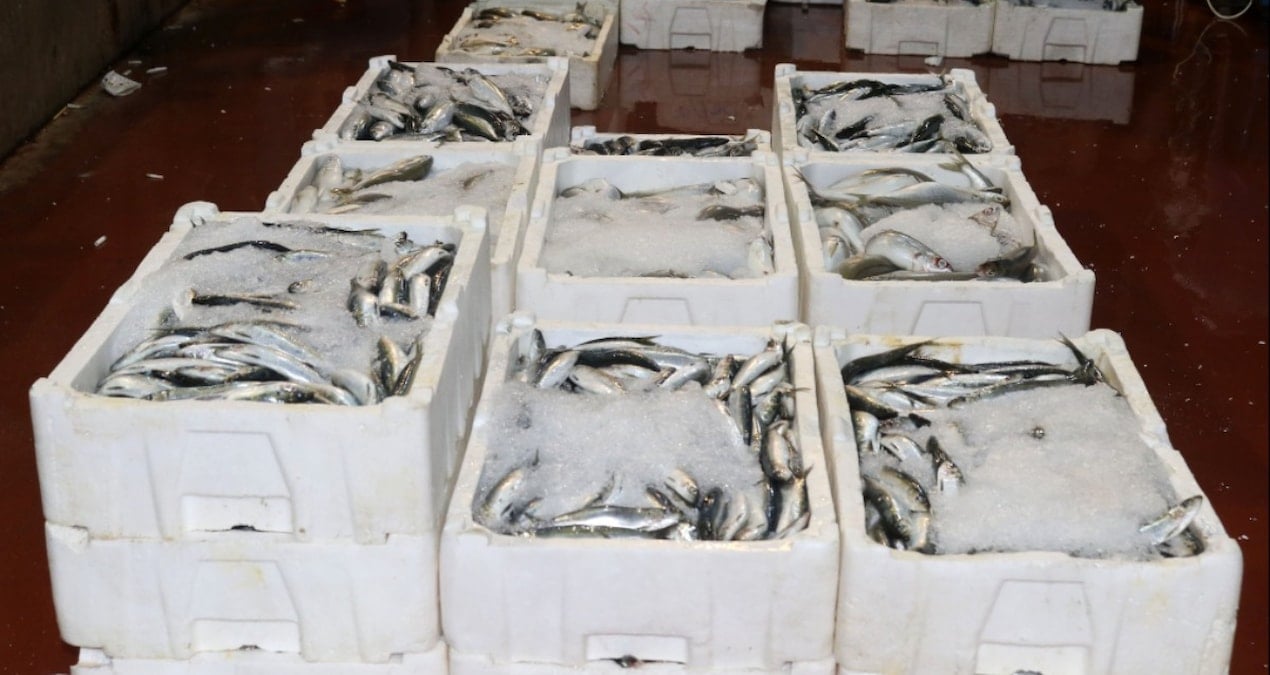 akdenizde av yasagi kalkti 1 kilo fiyatina 1 kasa balik nmrcUUZc