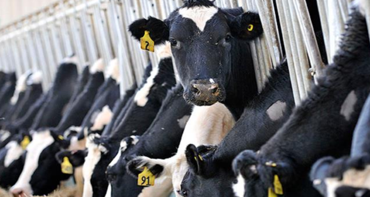 hayvancilikla ilgili destekleme miktarlarinda artisa gidildi xjCeizvG