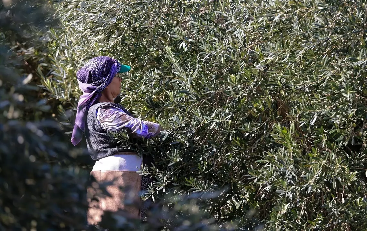 akhisarda zeytin kalitesi zirveye cikti 6sXycgSE.jpg