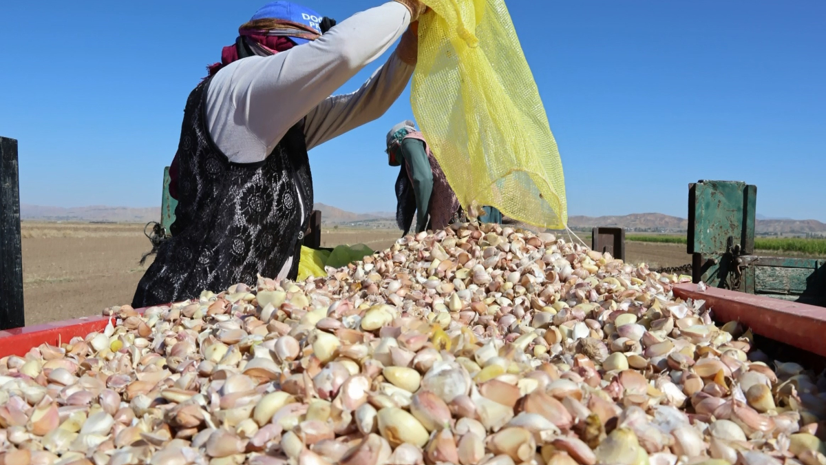 aksarayda organik sarimsaklarin ekimi basladi ncg3pdVM