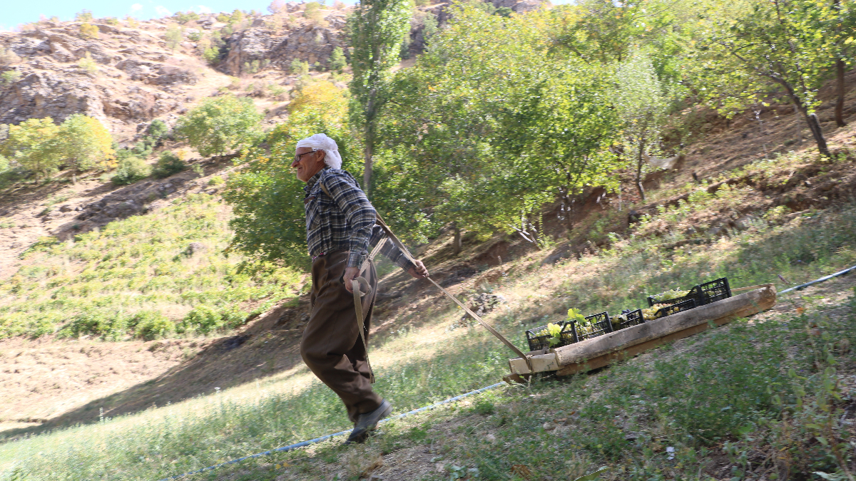 hakkaride 80 yasinda tonlarca uzumu kizakla tasiyor KBiXKNcA