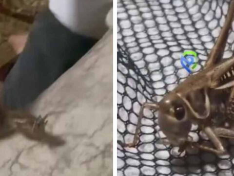 Dev cekirgeye marul verip evcillestirdi herkes korku ile beklerken o arkadas oldu ZjDlgXng