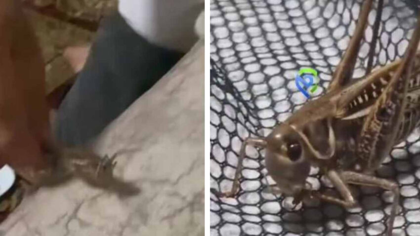 Dev cekirgeye marul verip evcillestirdi herkes korku ile beklerken o arkadas oldu ZjDlgXng