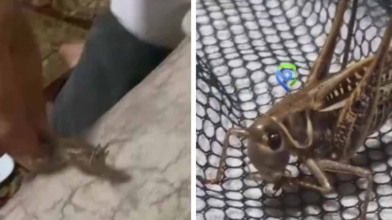 Dev çekirgeye marul verip evcilleştirdi! Herkes korku ile beklerken o arkadaş oldu Dev cekirgeye marul verip evcillestirdi herkes korku ile beklerken o arkadas oldu ZjDlgXng